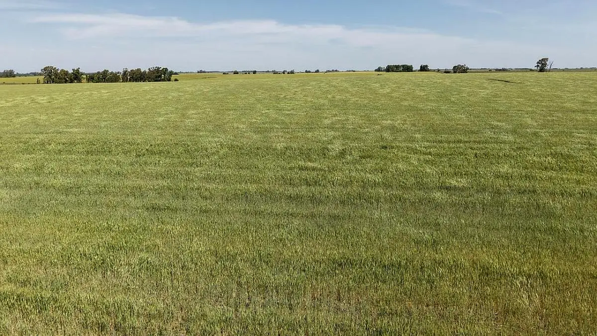 Venta de campos en Gualeguaychú,Campos ganaderos en venta Entre Ríos,Terrenos agrícolas en Gualeguaychú,Venta de campos mixtos en Entre Ríos,Oportunidades de inversión en tierras en Entre Ríos,Campos productivos en venta en Gualeguaychú,Inversiones rurales en Gualeguaychú,Venta de propiedades rurales en Entre Ríos,Terrenos para agricultura y ganadería en Gualeguaychú