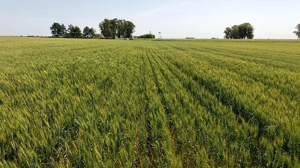 en venta en gualeguaychu 60 hectáreas agrícolas campos argentinos campos entrerrianos campos en entre rios (7)