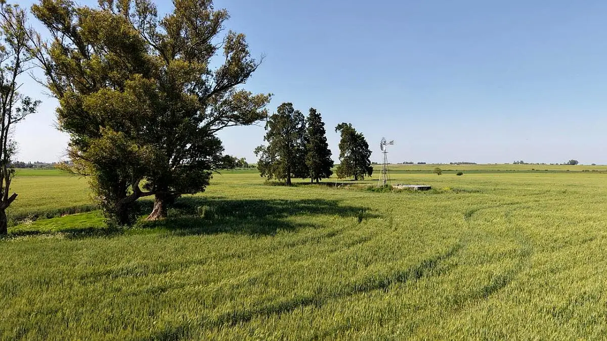 en venta en gualeguaychu 60 hectáreas agrícolas campos argentinos campos entrerrianos campos en entre rios (9)
