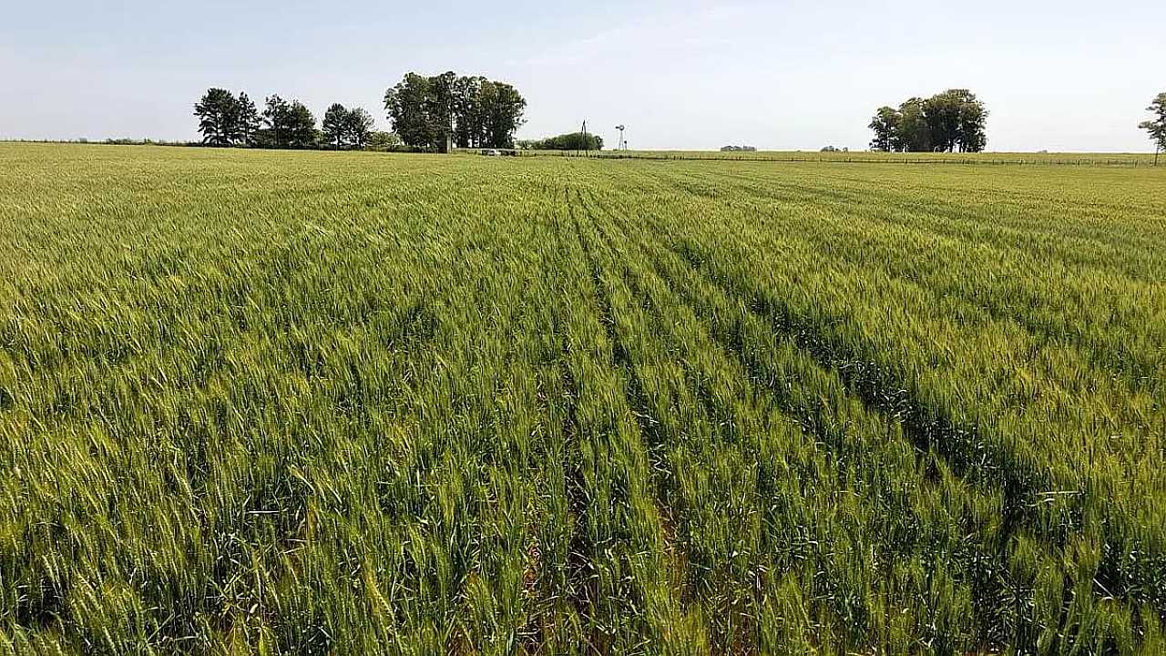 Venta de Campos en Entre Ríos - Campos Entrerrianos