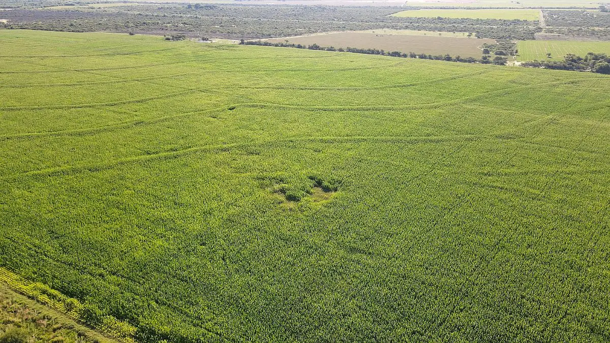 Venta de campos en Gualeguaychú,Campos ganaderos en venta Entre Ríos,Terrenos agrícolas en Gualeguaychú,Venta de campos mixtos en Entre Ríos,Oportunidades de inversión en tierras en Entre Ríos,Campos productivos en venta en Gualeguaychú,Inversiones rurales en Gualeguaychú,Venta de propiedades rurales en Entre Ríos,Terrenos para agricultura y ganadería en Gualeguaychú