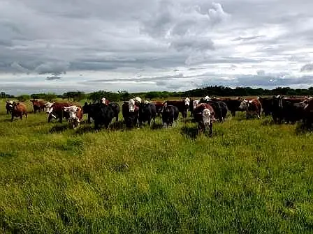 Venta de campos en Gualeguaychú,Campos ganaderos en venta Entre Ríos,Terrenos agrícolas en Gualeguaychú,Venta de campos mixtos en Entre Ríos,Oportunidades de inversión en tierras en Entre Ríos,Campos productivos en venta en Gualeguaychú,Inversiones rurales en Gualeguaychú,Venta de propiedades rurales en Entre Ríos,Terrenos para agricultura y ganadería en Gualeguaychú