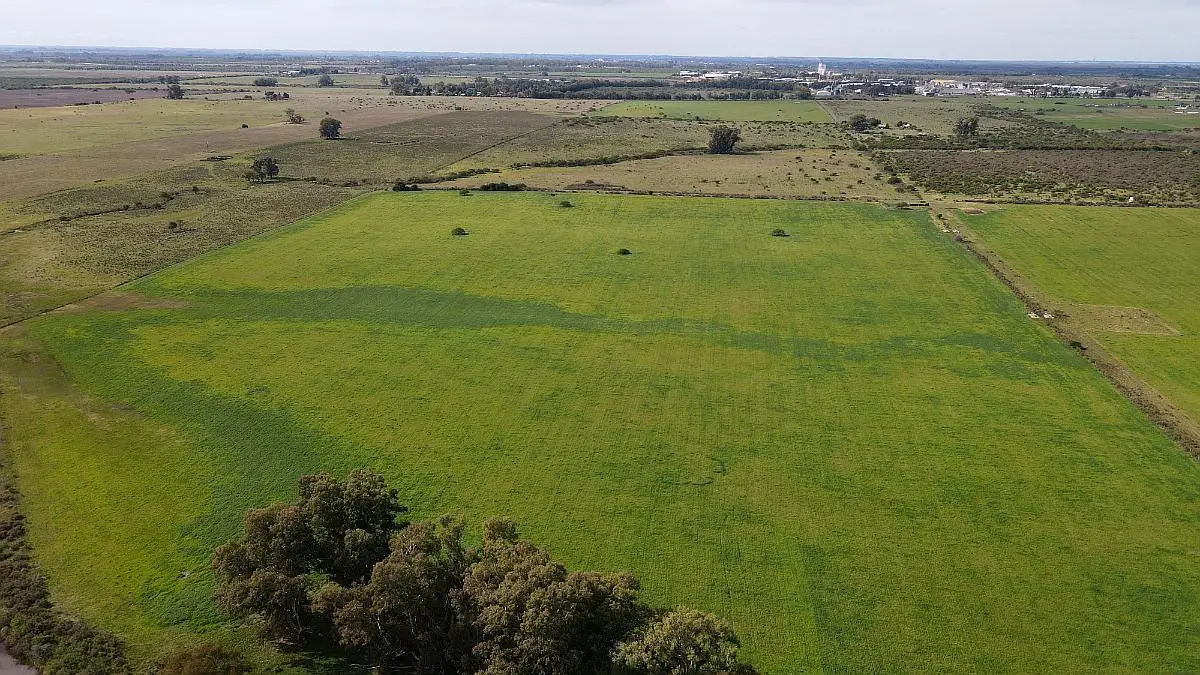 Venta de campos en Gualeguaychú,Campos ganaderos en venta Entre Ríos,Terrenos agrícolas en Gualeguaychú,Venta de campos mixtos en Entre Ríos,Oportunidades de inversión en tierras en Entre Ríos,Campos productivos en venta en Gualeguaychú,Inversiones rurales en Gualeguaychú,Venta de propiedades rurales en Entre Ríos,Terrenos para agricultura y ganadería en Gualeguaychú