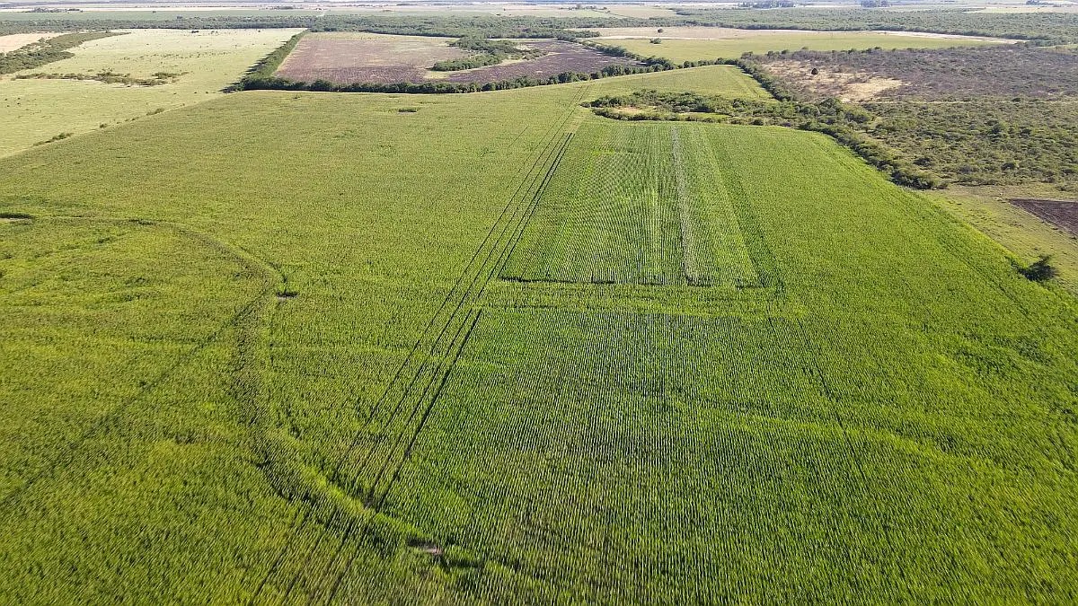 Venta de campos en Gualeguaychú,Campos ganaderos en venta Entre Ríos,Terrenos agrícolas en Gualeguaychú,Venta de campos mixtos en Entre Ríos,Oportunidades de inversión en tierras en Entre Ríos,Campos productivos en venta en Gualeguaychú,Inversiones rurales en Gualeguaychú,Venta de propiedades rurales en Entre Ríos,Terrenos para agricultura y ganadería en Gualeguaychú