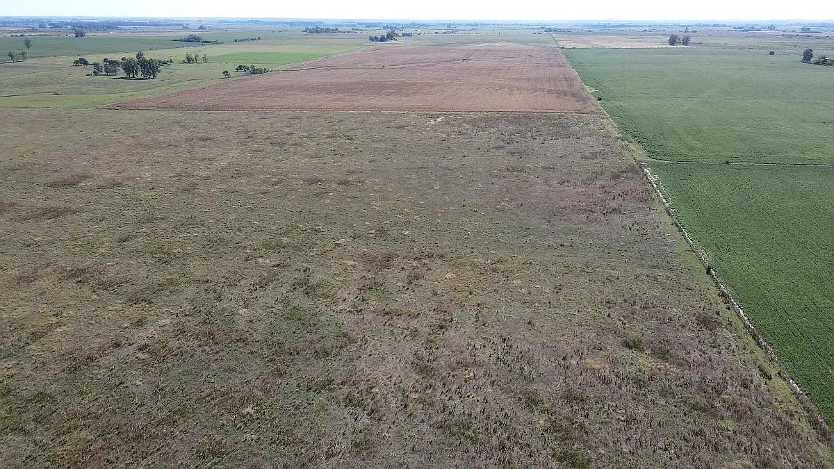 Venta de campos en Gualeguaychú,Campos ganaderos en venta Entre Ríos,Terrenos agrícolas en Gualeguaychú,Venta de campos mixtos en Entre Ríos,Oportunidades de inversión en tierras en Entre Ríos,Campos productivos en venta en Gualeguaychú,Inversiones rurales en Gualeguaychú,Venta de propiedades rurales en Entre Ríos,Terrenos para agricultura y ganadería en Gualeguaychú