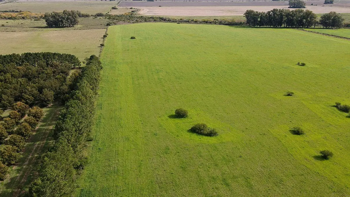 Venta de campos en Gualeguaychú,Campos ganaderos en venta Entre Ríos,Terrenos agrícolas en Gualeguaychú,Venta de campos mixtos en Entre Ríos,Oportunidades de inversión en tierras en Entre Ríos,Campos productivos en venta en Gualeguaychú,Inversiones rurales en Gualeguaychú,Venta de propiedades rurales en Entre Ríos,Terrenos para agricultura y ganadería en Gualeguaychú