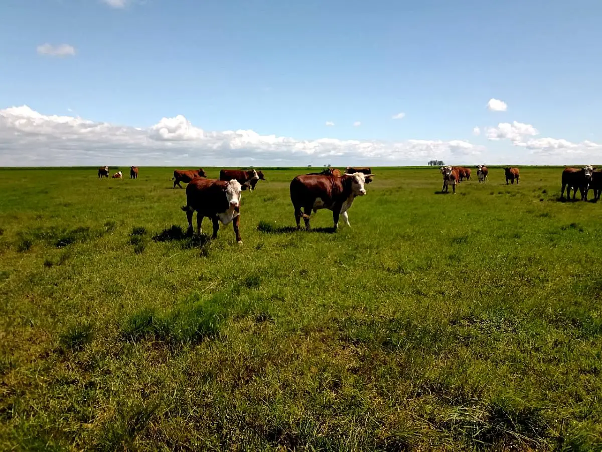 Venta de campos en Gualeguaychú,Campos ganaderos en venta Entre Ríos,Terrenos agrícolas en Gualeguaychú,Venta de campos mixtos en Entre Ríos,Oportunidades de inversión en tierras en Entre Ríos,Campos productivos en venta en Gualeguaychú,Inversiones rurales en Gualeguaychú,Venta de propiedades rurales en Entre Ríos,Terrenos para agricultura y ganadería en Gualeguaychú