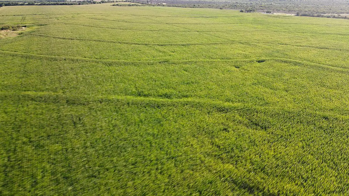 Venta de campos en Gualeguaychú,Campos ganaderos en venta Entre Ríos,Terrenos agrícolas en Gualeguaychú,Venta de campos mixtos en Entre Ríos,Oportunidades de inversión en tierras en Entre Ríos,Campos productivos en venta en Gualeguaychú,Inversiones rurales en Gualeguaychú,Venta de propiedades rurales en Entre Ríos,Terrenos para agricultura y ganadería en Gualeguaychú