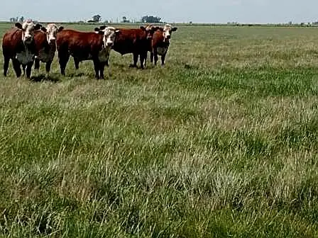 Venta de campos en Gualeguaychú,Campos ganaderos en venta Entre Ríos,Terrenos agrícolas en Gualeguaychú,Venta de campos mixtos en Entre Ríos,Oportunidades de inversión en tierras en Entre Ríos,Campos productivos en venta en Gualeguaychú,Inversiones rurales en Gualeguaychú,Venta de propiedades rurales en Entre Ríos,Terrenos para agricultura y ganadería en Gualeguaychú
