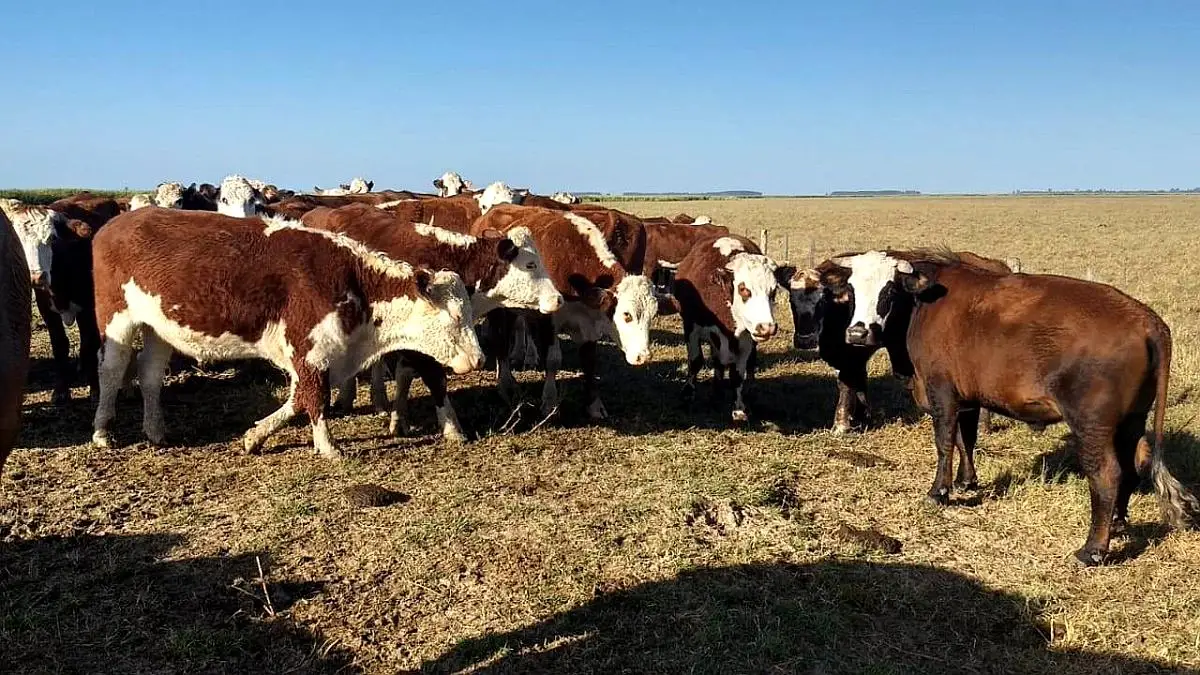 Venta de campos en Gualeguaychú,Campos ganaderos en venta Entre Ríos,Terrenos agrícolas en Gualeguaychú,Venta de campos mixtos en Entre Ríos,Oportunidades de inversión en tierras en Entre Ríos,Campos productivos en venta en Gualeguaychú,Inversiones rurales en Gualeguaychú,Venta de propiedades rurales en Entre Ríos,Terrenos para agricultura y ganadería en Gualeguaychú