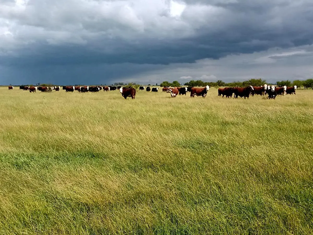 Venta de campos en Gualeguaychú,Campos ganaderos en venta Entre Ríos,Terrenos agrícolas en Gualeguaychú,Venta de campos mixtos en Entre Ríos,Oportunidades de inversión en tierras en Entre Ríos,Campos productivos en venta en Gualeguaychú,Inversiones rurales en Gualeguaychú,Venta de propiedades rurales en Entre Ríos,Terrenos para agricultura y ganadería en Gualeguaychú