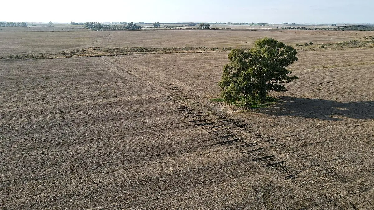 Venta de campos en Gualeguaychú,Campos ganaderos en venta Entre Ríos,Terrenos agrícolas en Gualeguaychú,Venta de campos mixtos en Entre Ríos,Oportunidades de inversión en tierras en Entre Ríos,Campos productivos en venta en Gualeguaychú,Inversiones rurales en Gualeguaychú,Venta de propiedades rurales en Entre Ríos,Terrenos para agricultura y ganadería en Gualeguaychú